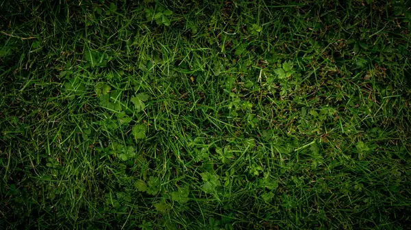 Textura Fondo Hierba Verde Jardín — Foto de Stock