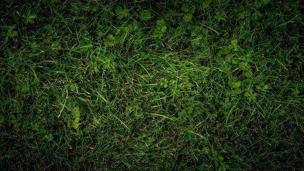 Текстурный Фон Зеленой Травы Саду — стоковое фото