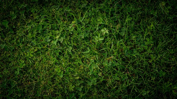 Texture Fond Herbe Verte Dans Jardin — Photo