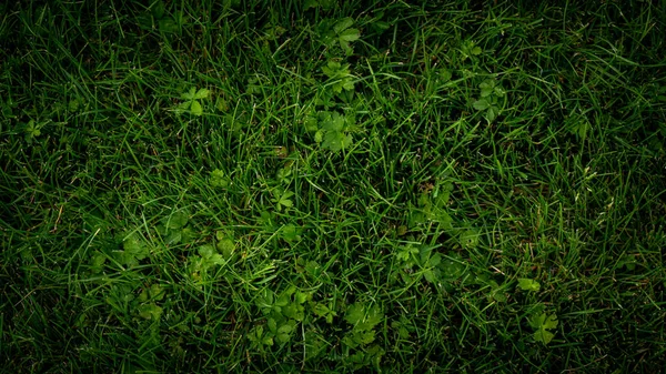 Textur Bakgrund Grönt Gräs Trädgården — Stockfoto