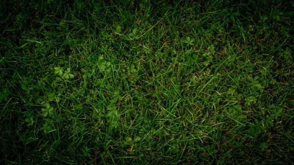 Texture Background Green Grass Garden — Stock Photo, Image
