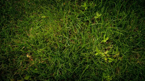 Tekstura Tło Zielonej Trawy Ogrodzie — Zdjęcie stockowe
