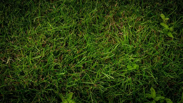 庭の緑の草のテクスチャの背景 — ストック写真