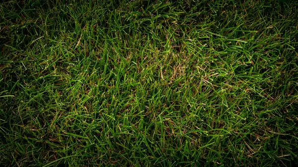 Textuur Achtergrond Van Groen Gras Tuin — Stockfoto
