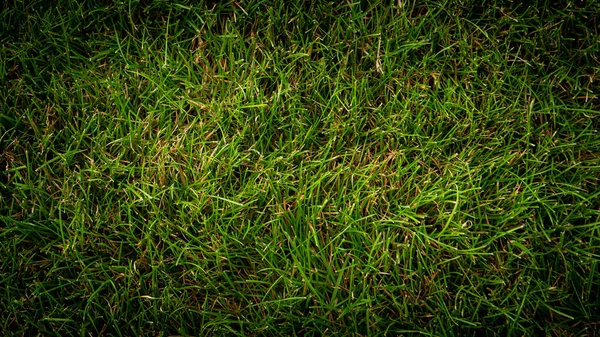 Texture Sfondo Erba Verde Giardino — Foto Stock