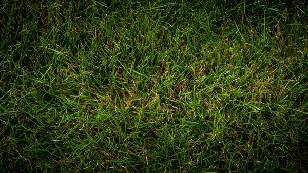 Texture Background Green Grass Garden — Stock Photo, Image