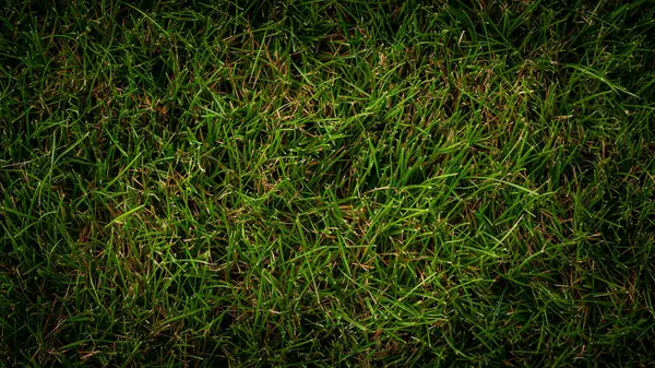 Текстура Фону Зеленої Трави Саду — стокове фото