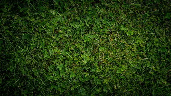 Textur Hintergrund Von Grünem Gras Garten — Stockfoto