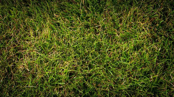 Tekstura Tło Zielonej Trawy Ogrodzie — Zdjęcie stockowe