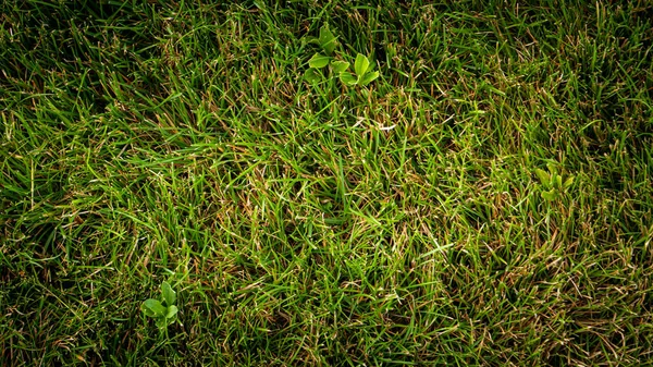 Texture Fond Herbe Verte Dans Jardin — Photo