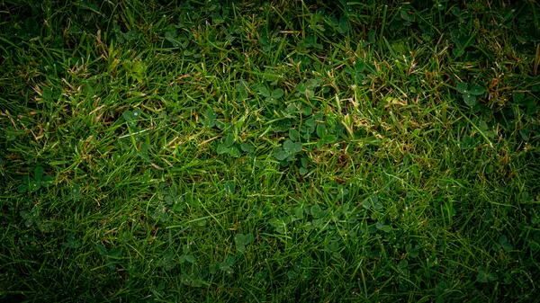 Textura Fundal Iarbă Verde Grădină — Fotografie, imagine de stoc
