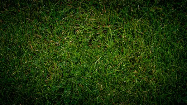 庭の緑の草のテクスチャの背景 — ストック写真