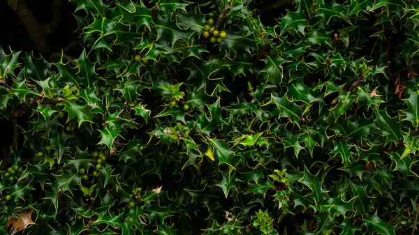 Ein Trendiger Blick Von Oben Auf Einen Üppigen Tropischen Dschungel — Stockfoto