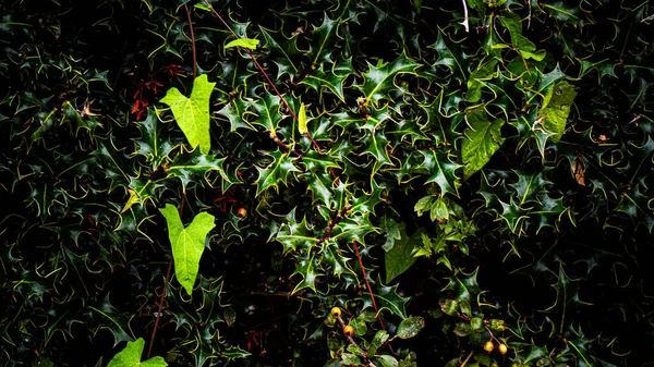 Ein Trendiger Blick Von Oben Auf Einen Üppigen Tropischen Dschungel — Stockfoto