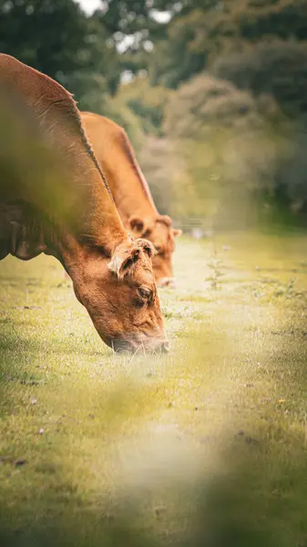 Viehättävä Kohtaus Ruskeaa Karjaa Rauhallisesti Laiduntavat Rehevän Vihreä Niitty Maaseutumaisema — kuvapankkivalokuva