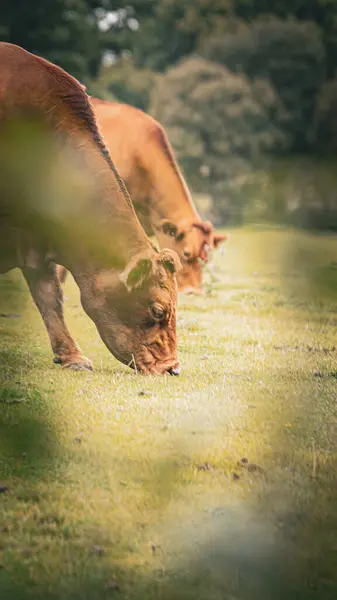 Kahverengi Sığırların Yemyeşil Bir Çayırda Huzur Içinde Otladıkları Resim Gibi — Stok fotoğraf