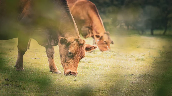 Живописная Сцена Коричневого Скота Мирно Пасущегося Пышном Зеленом Лугу Сельский — стоковое фото