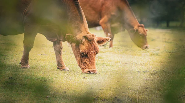 Eine Malerische Szene Von Braunen Rindern Die Friedlich Auf Einer — Stockfoto