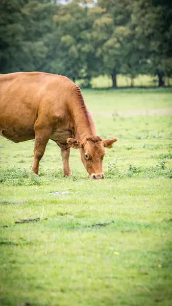 Picturesque Scene Brown Cattle Peacefully Grazing Lush Green Meadow Rural — Stock Photo, Image