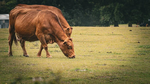 Eine Malerische Szene Von Braunen Rindern Die Friedlich Auf Einer — Stockfoto