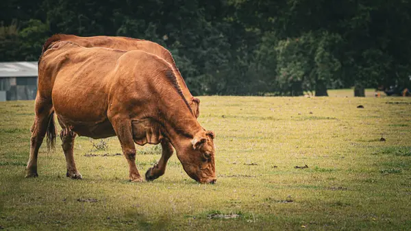 Una Pittoresca Scena Bestiame Bruno Che Pascola Pacificamente Lussureggiante Prato — Foto Stock