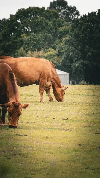 一个风景如画的景象 棕色的牛和平地在茂盛的绿色草地上吃草 这种乡村景观抓住了乡村中心奶牛养殖的本质 — 图库照片