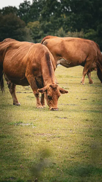 Picturesque Scene Brown Cattle Peacefully Grazing Lush Green Meadow Rural — Stock Photo, Image