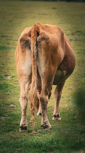 緑豊かな牧草地で穏やかに放牧された茶色の牛の絵のようなシーン この田舎の風景は田舎の中心部にある酪農の本質を捉えています — ストック写真