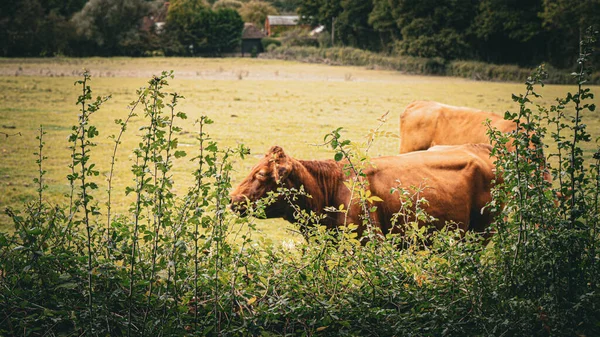 一个风景如画的景象 棕色的牛和平地在茂盛的绿色草地上吃草 这种乡村景观抓住了乡村中心奶牛养殖的本质 — 图库照片