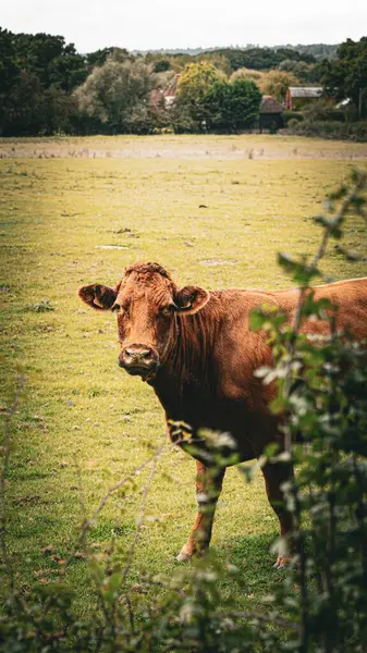Una Pittoresca Scena Bestiame Bruno Che Pascola Pacificamente Lussureggiante Prato — Foto Stock