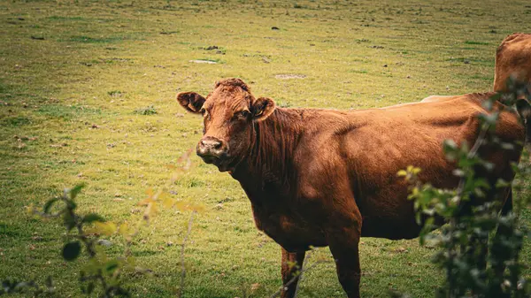 Viehättävä Kohtaus Ruskeaa Karjaa Rauhallisesti Laiduntavat Rehevän Vihreä Niitty Maaseutumaisema — kuvapankkivalokuva