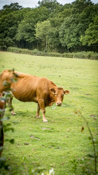 緑豊かな牧草地で穏やかに放牧された茶色の牛の絵のようなシーン この田舎の風景は田舎の中心部にある酪農の本質を捉えています — ストック写真