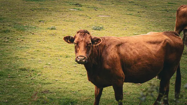 무성한 초원에서 평화롭게 가축의 풍경은 시골의 중심부에서 낙농업의 본질을 — 스톡 사진