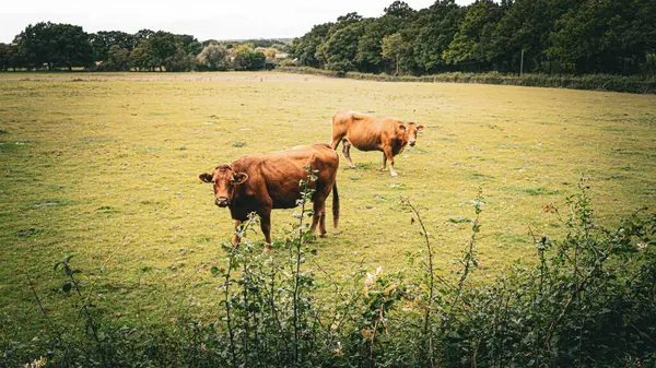Malownicza Scena Brązowego Bydła Spokojnie Wypasającego Się Bujnej Zielonej Łące — Zdjęcie stockowe