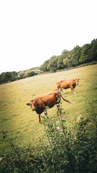무성한 초원에서 평화롭게 가축의 풍경은 시골의 중심부에서 낙농업의 본질을 — 스톡 사진