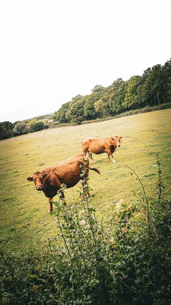 Kahverengi Sığırların Yemyeşil Bir Çayırda Huzur Içinde Otladıkları Resim Gibi — Stok fotoğraf