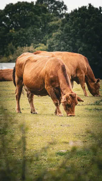 Una Pittoresca Scena Bestiame Bruno Che Pascola Pacificamente Lussureggiante Prato — Foto Stock