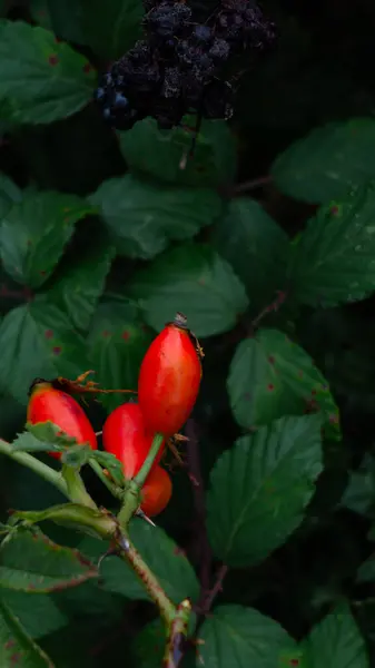 Μια Εξαιρετική Μακρο Φωτογραφία Ώριμους Γοφούς Τριαντάφυλλου Ένα Πράσινο Φυλλώδες — Φωτογραφία Αρχείου