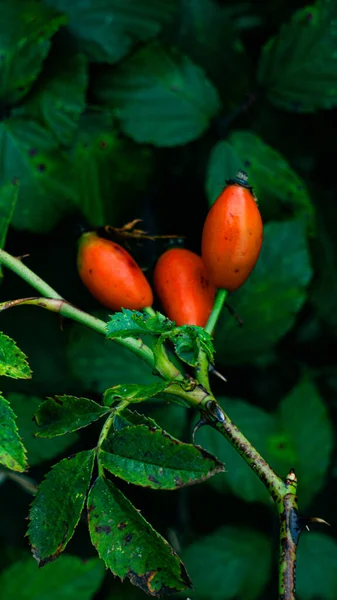 Μια Εξαιρετική Μακρο Φωτογραφία Ώριμους Γοφούς Τριαντάφυλλου Ένα Πράσινο Φυλλώδες — Φωτογραφία Αρχείου