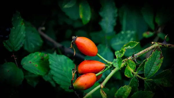 Exquisite Macro Photograph Featuring Ripe Rose Hips Green Leafy Background — Stock Photo, Image