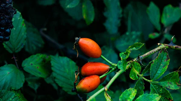 Egy Gyönyörű Makró Fénykép Érett Rózsa Csípővel Zöld Lombos Háttérrel — Stock Fotó