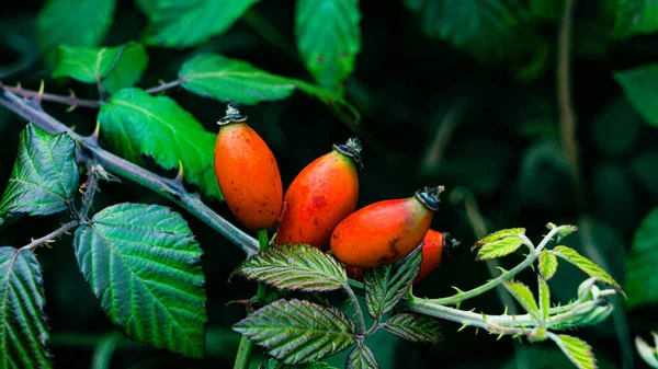 Exquisite Macro Photograph Featuring Ripe Rose Hips Green Leafy Background — Stock Photo, Image