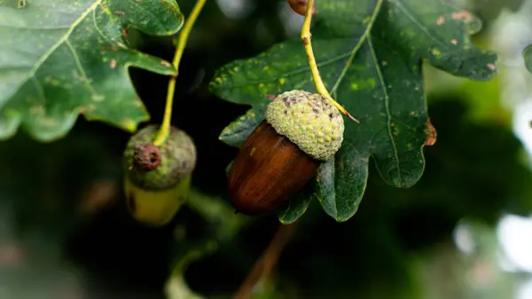 Highly Detailed Selective Closeup Oak Leaf Robust Acorn Showcasing Intricate — Stock Photo, Image
