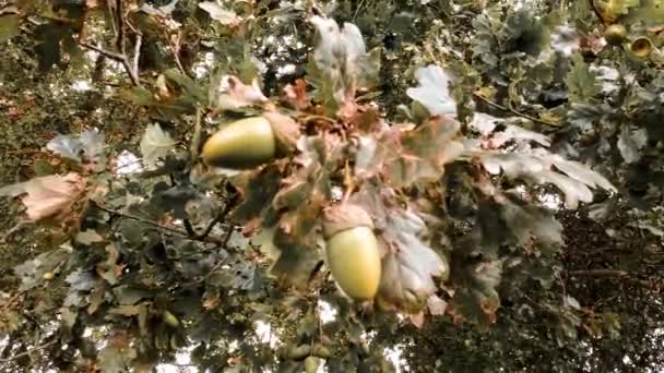 オークの葉と堅牢なアコーンの非常に詳細で選択的なクローズアップは 自然の複雑なテクスチャを示しています この画像は 夏の本質と落葉樹の成長の可能性をキャプチャします — ストック動画