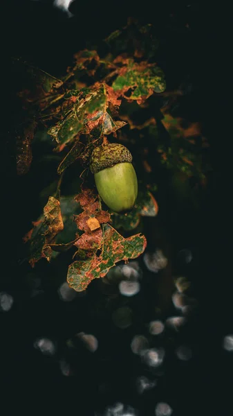 Bir Meşe Yaprağı Sağlam Bir Meşe Palamudunun Çok Detaylı Seçici — Stok fotoğraf