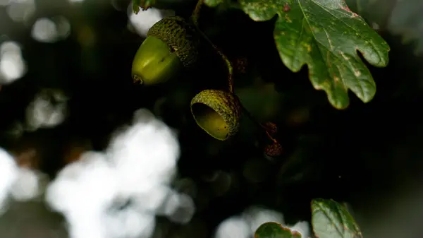 オークの葉と堅牢なアコーンの非常に詳細で選択的なクローズアップは 自然の複雑なテクスチャを示しています この画像は 夏の本質と落葉樹の成長の可能性をキャプチャします — ストック写真