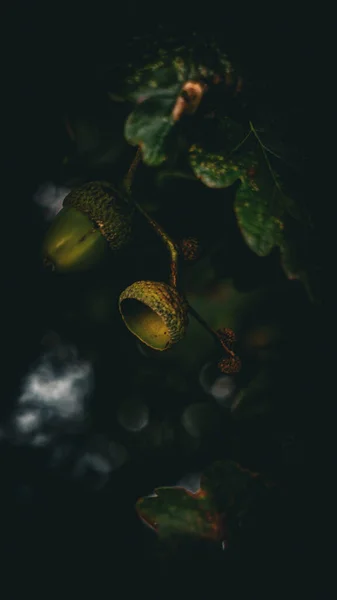 Bir Meşe Yaprağı Sağlam Bir Meşe Palamudunun Çok Detaylı Seçici — Stok fotoğraf