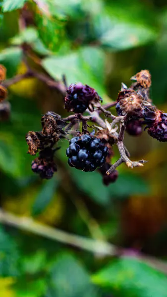 Primer Plano Moras Maduras Colgando Arbusto Zarza Estas Deliciosas Frutas — Foto de Stock
