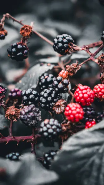 Primer Plano Moras Maduras Colgando Arbusto Zarza Estas Deliciosas Frutas —  Fotos de Stock