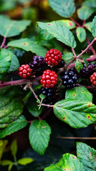 Closeup Shot Ripe Blackberries Hanging Bramble Bush Luscious Fruits Only — Stock Photo, Image